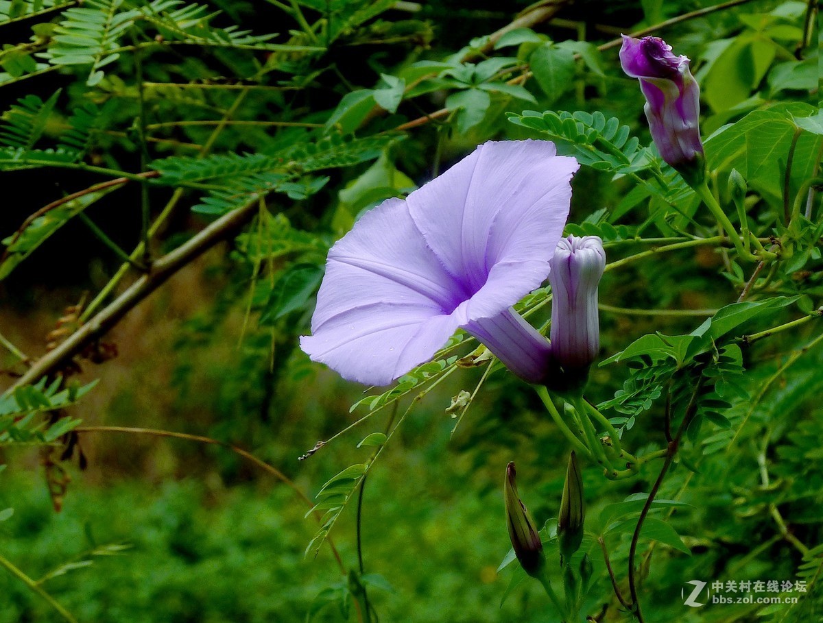 zs7退役专集七（缠绵）