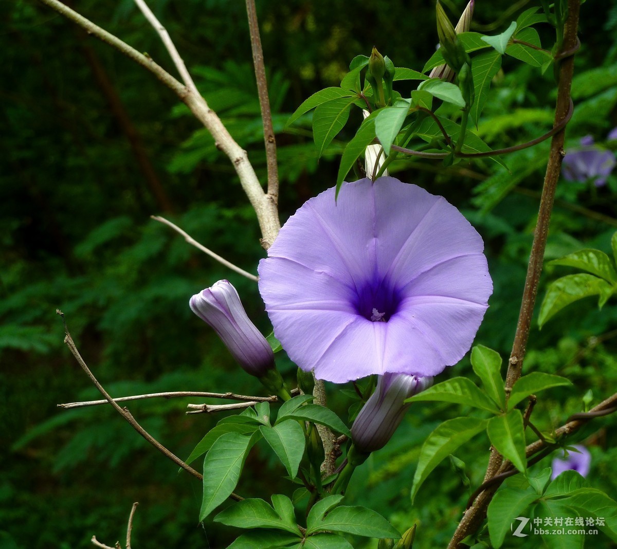 zs7退役专集七（缠绵）