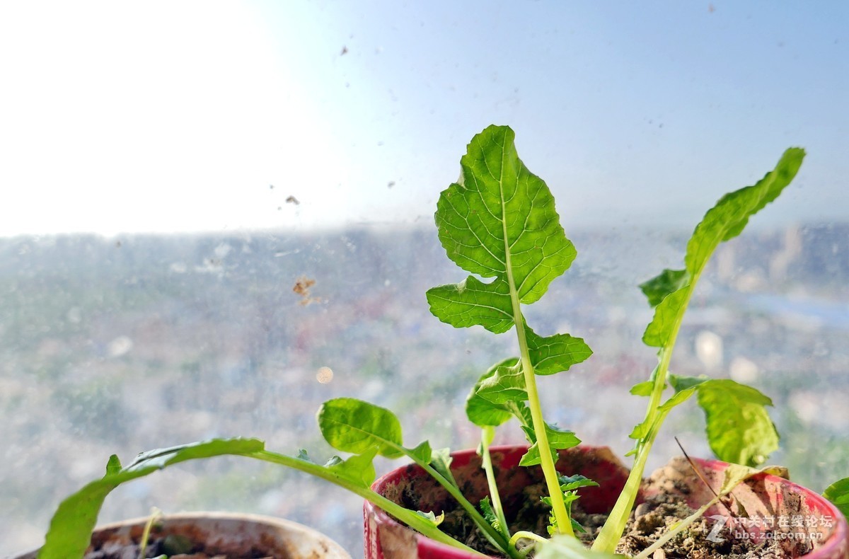 富士X-T30+ 16mm/F2.8与D-LUX 7对比