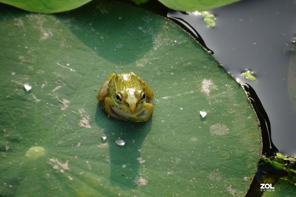 小青蛙 3