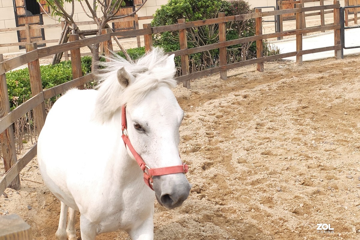 【可爱的小白马】——摄于爱琴海购物公园