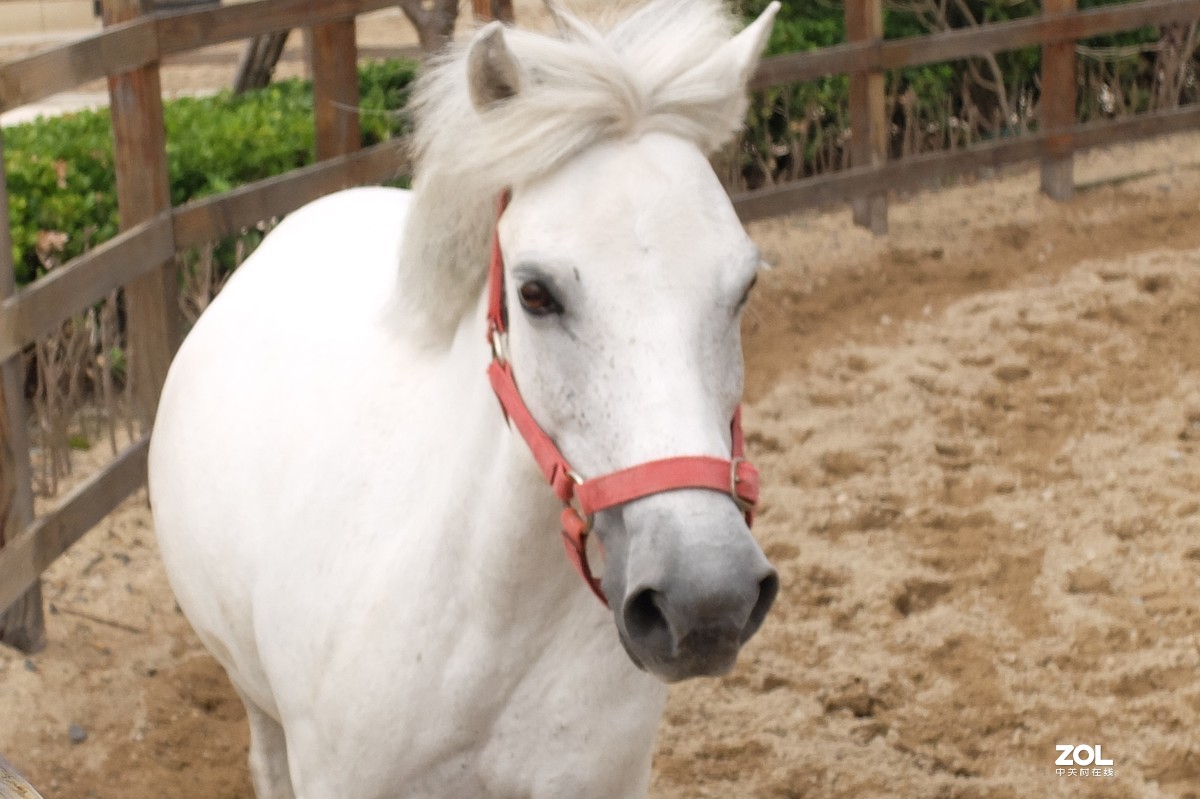 可爱的小白马摄于爱琴海购物公园