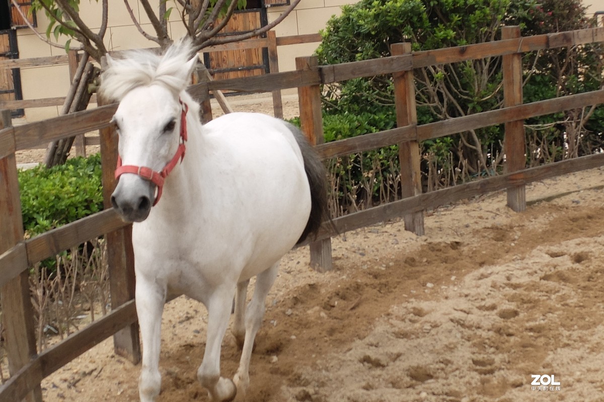可爱的小白马摄于爱琴海购物公园