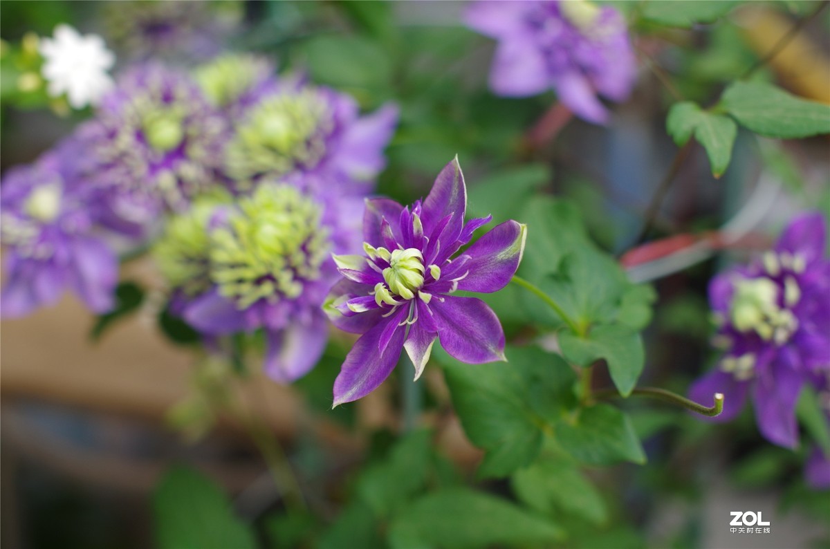 K50+适马50 1.4随拍