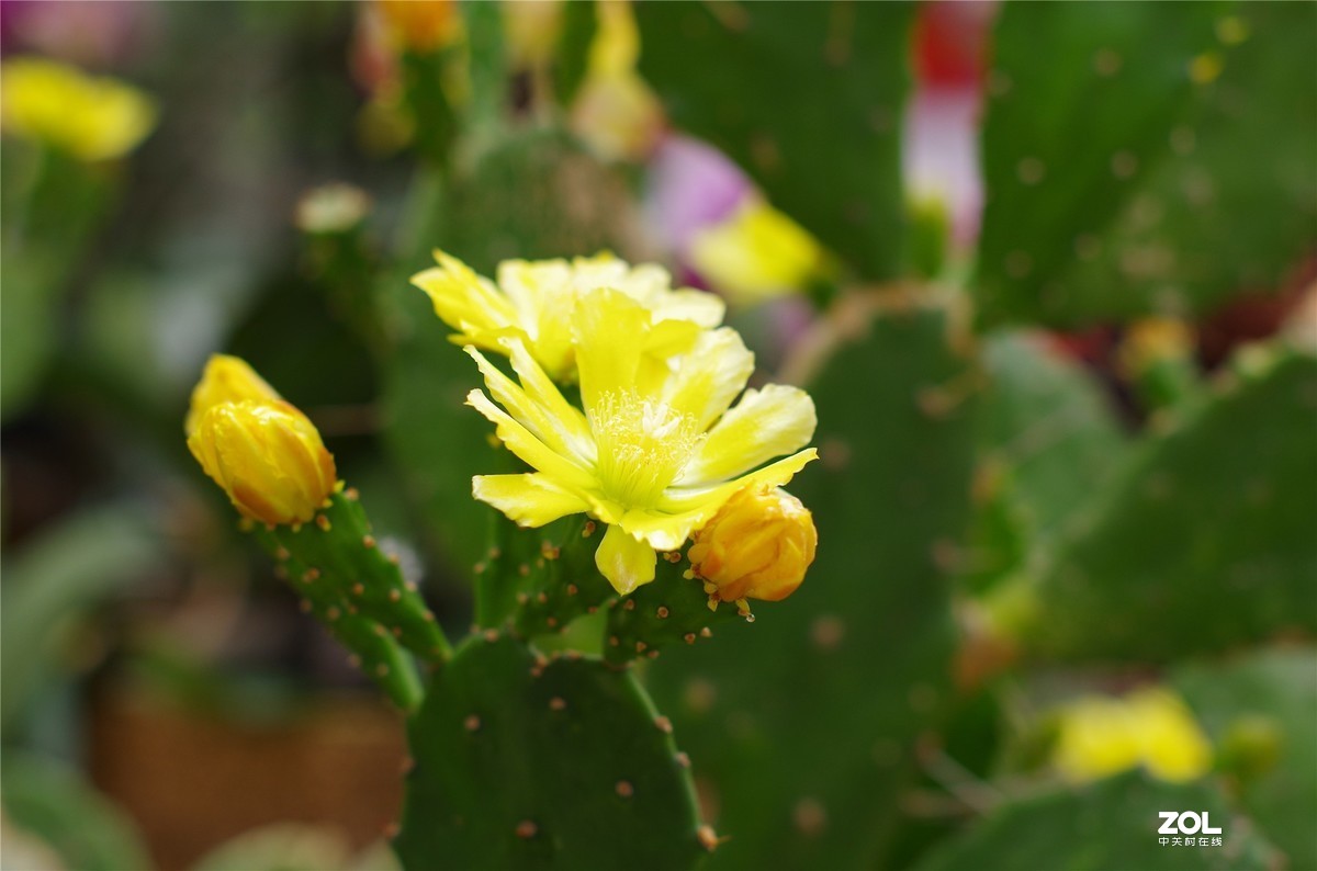 K50+适马50 1.4随拍