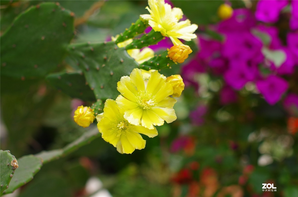 K50+适马50 1.4随拍