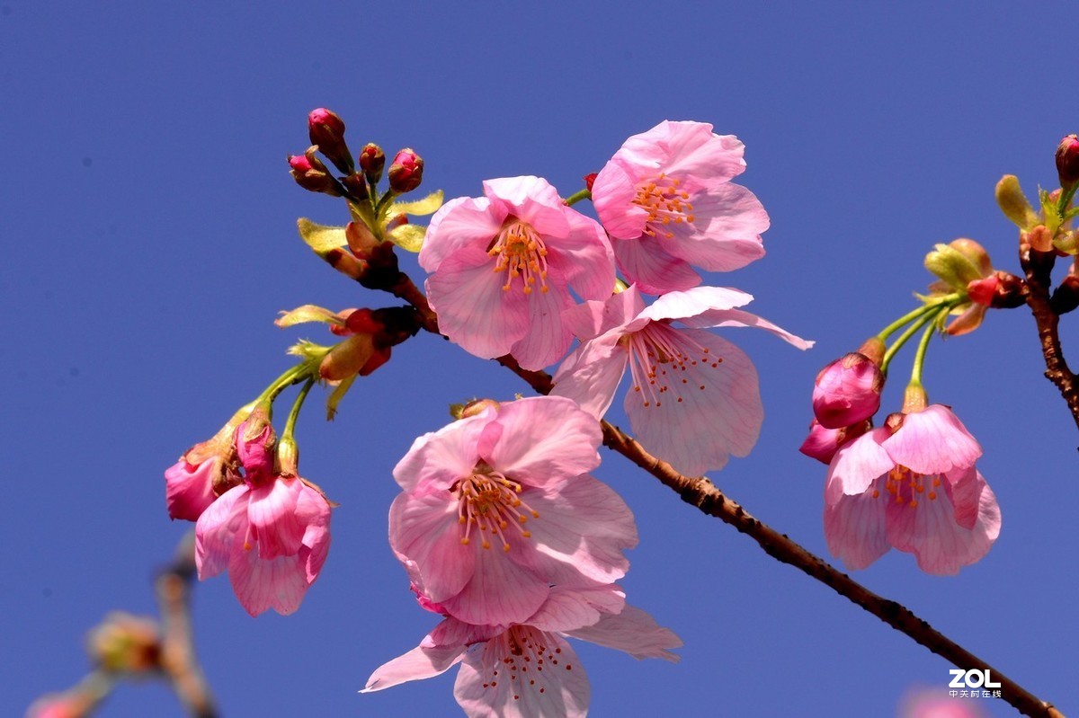 彩色的春天鲜艳的花【1】