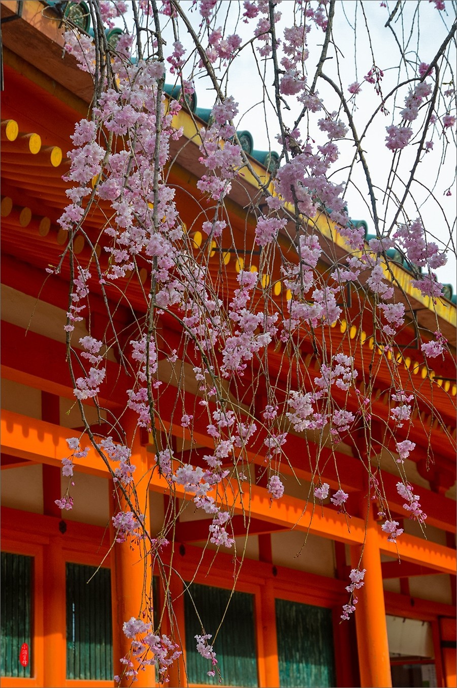 小个蜜蜂京都樱花季平安神宫0606