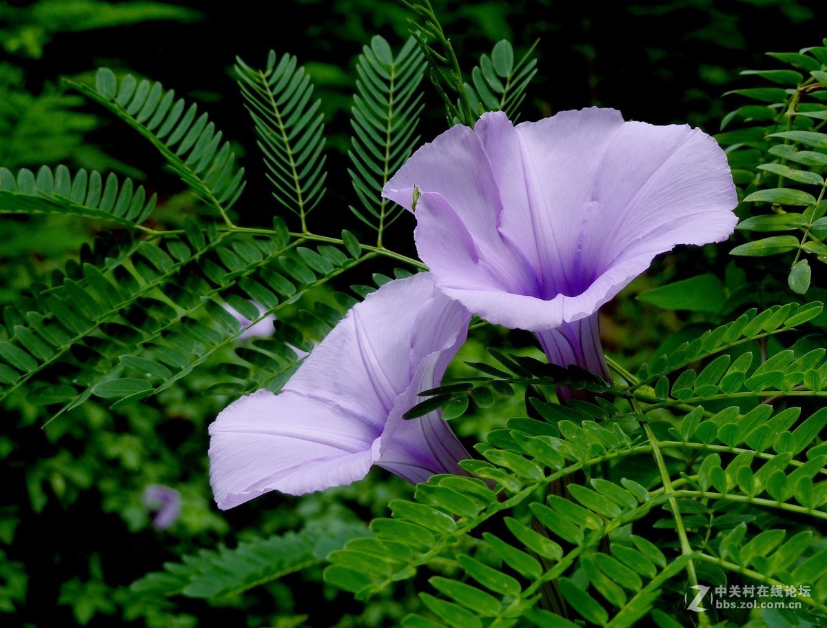 zs7退役专集七（缠绵）