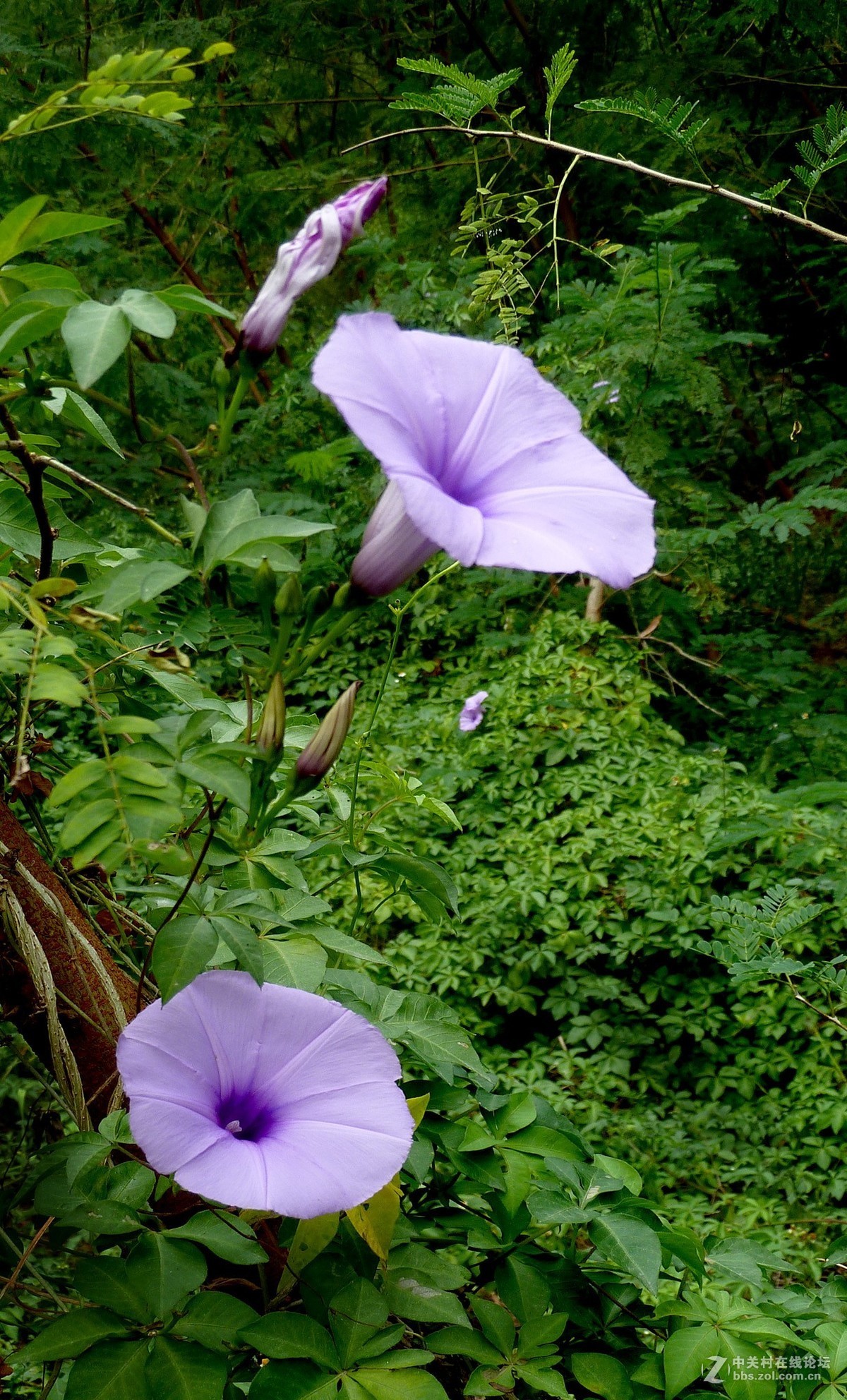 zs7退役专集七（缠绵）