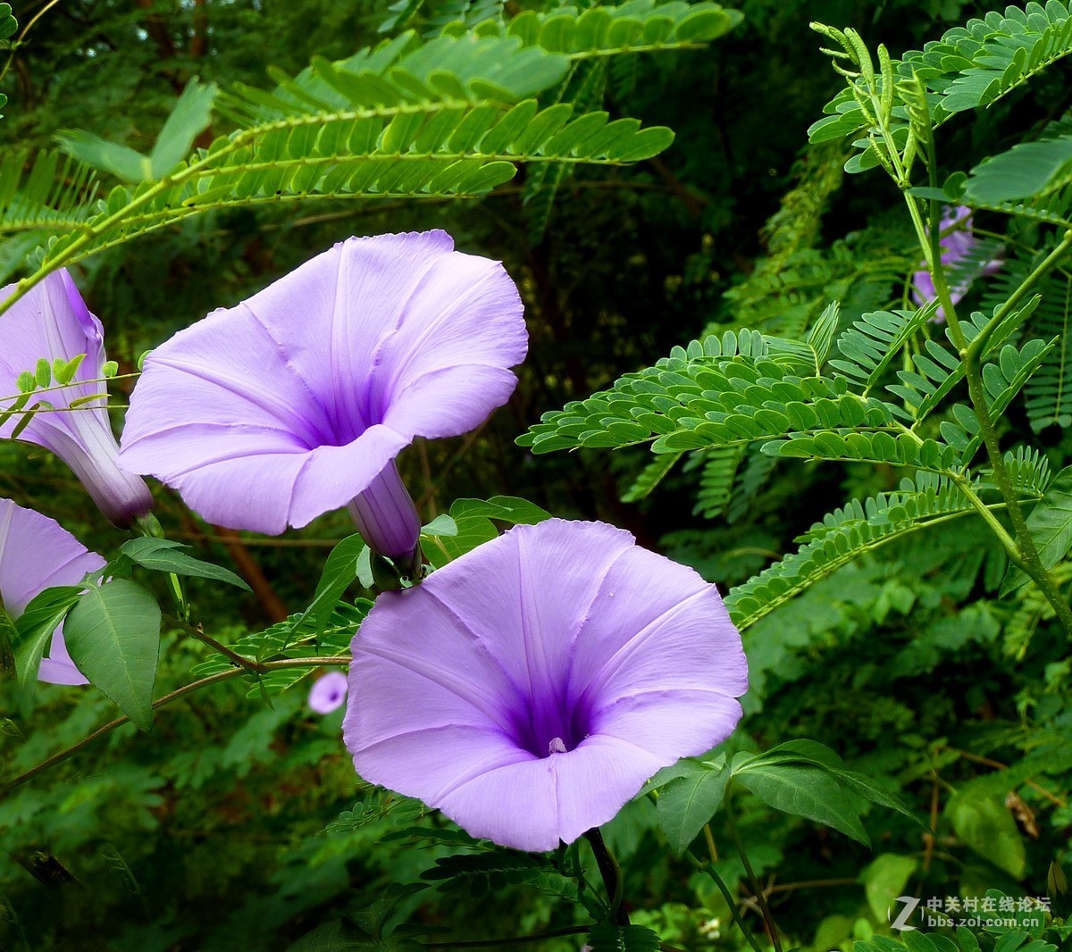 zs7退役专集七（缠绵）