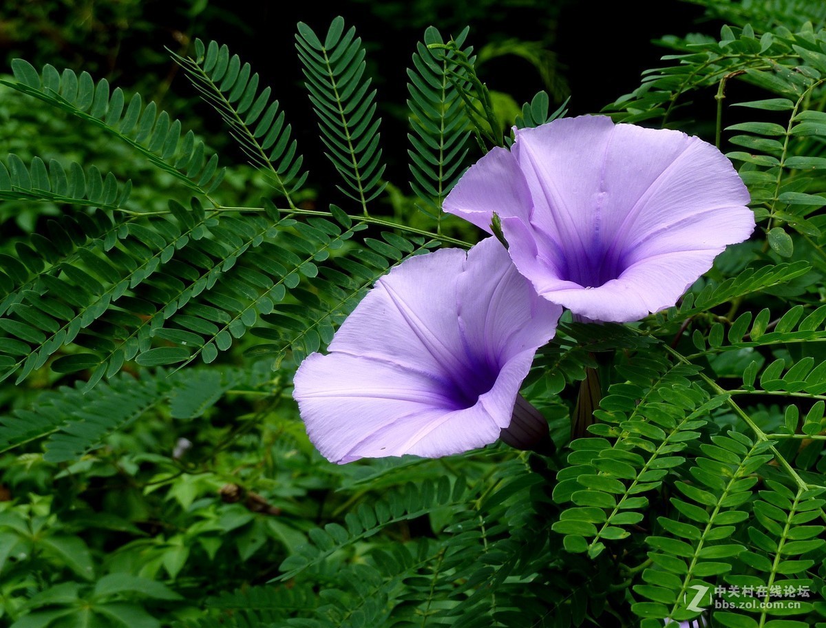 zs7退役专集七（缠绵）