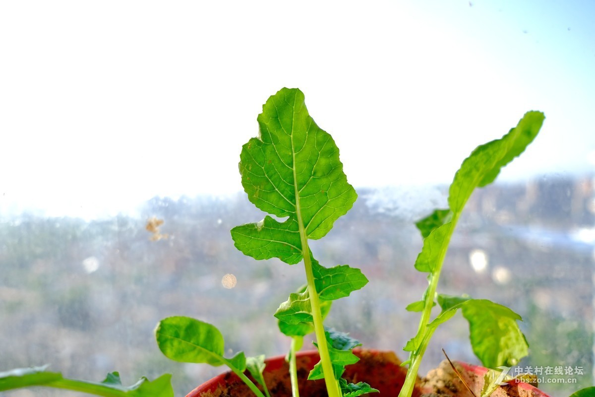 富士X-T30+ 16mm/F2.8与D-LUX 7对比