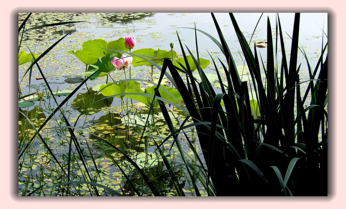 红莲白莲共一塘，半是浓妆半淡妆。 虽然未事胭脂粉，也有清风送异香。