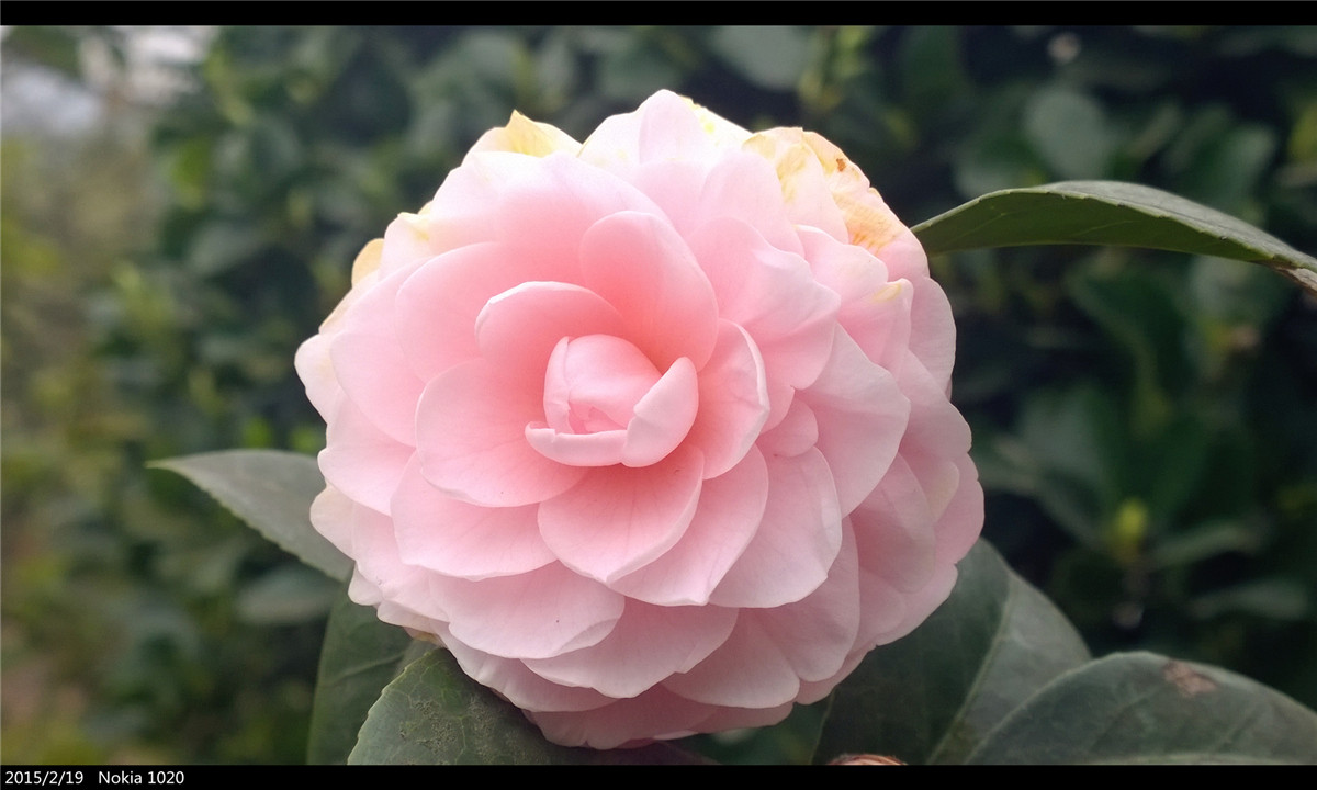 诺基亚1020   实力的体现