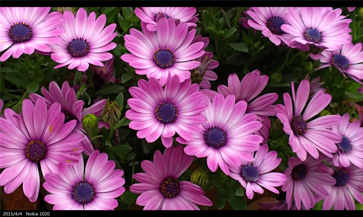 诺基亚1020   实力的体现