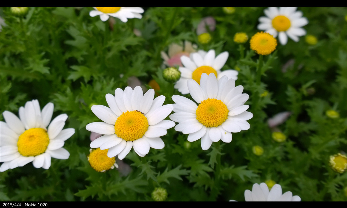 诺基亚1020   实力的体现