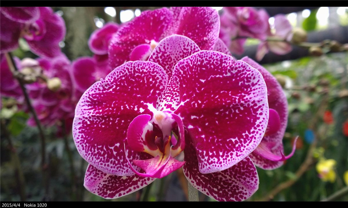 诺基亚1020   实力的体现