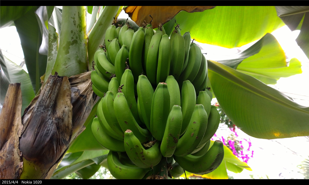 诺基亚1020   实力的体现