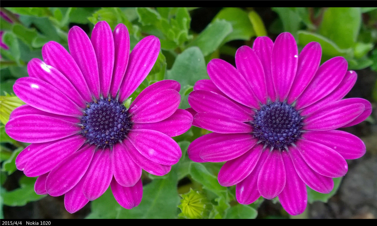 诺基亚1020   实力的体现