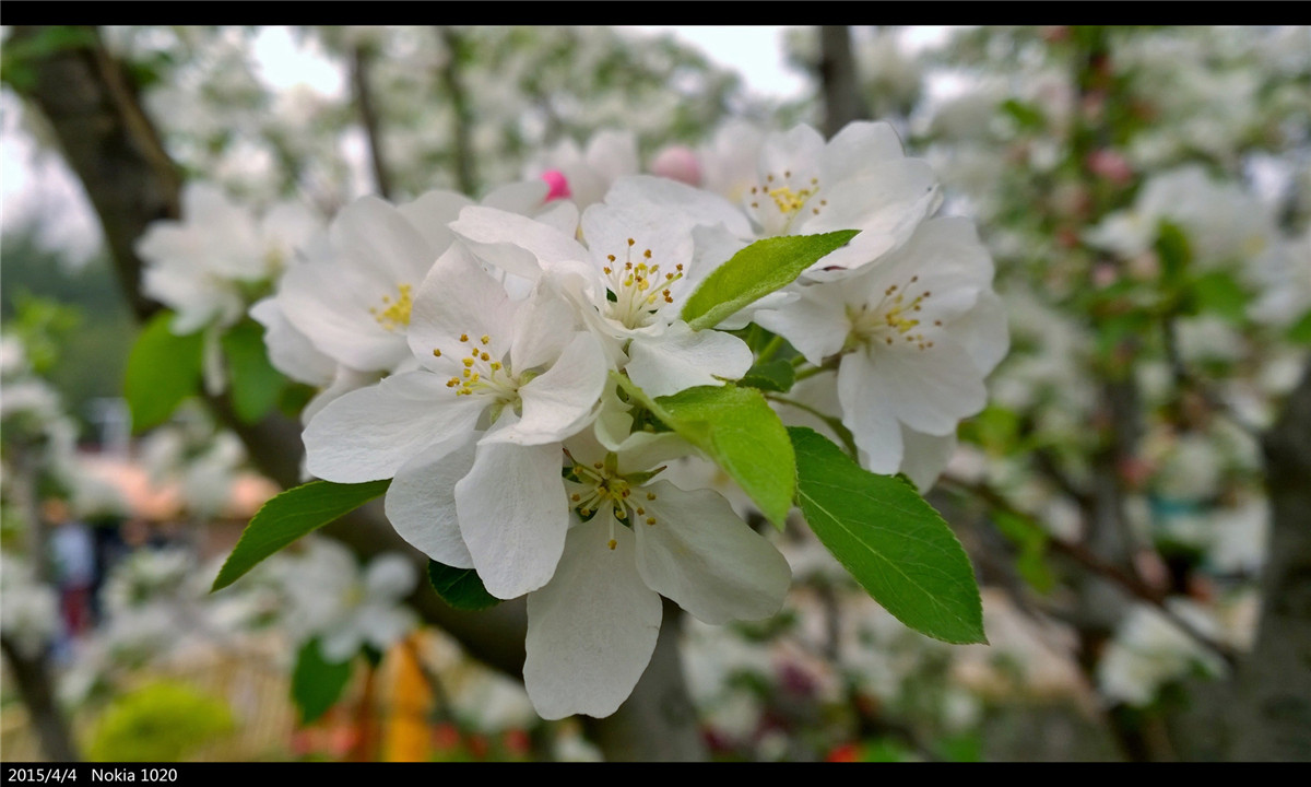诺基亚1020   实力的体现
