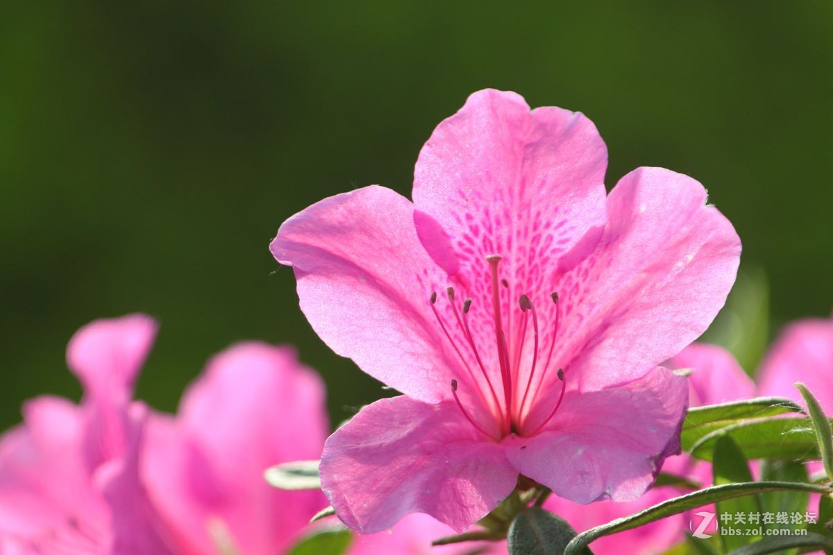花红叶绿