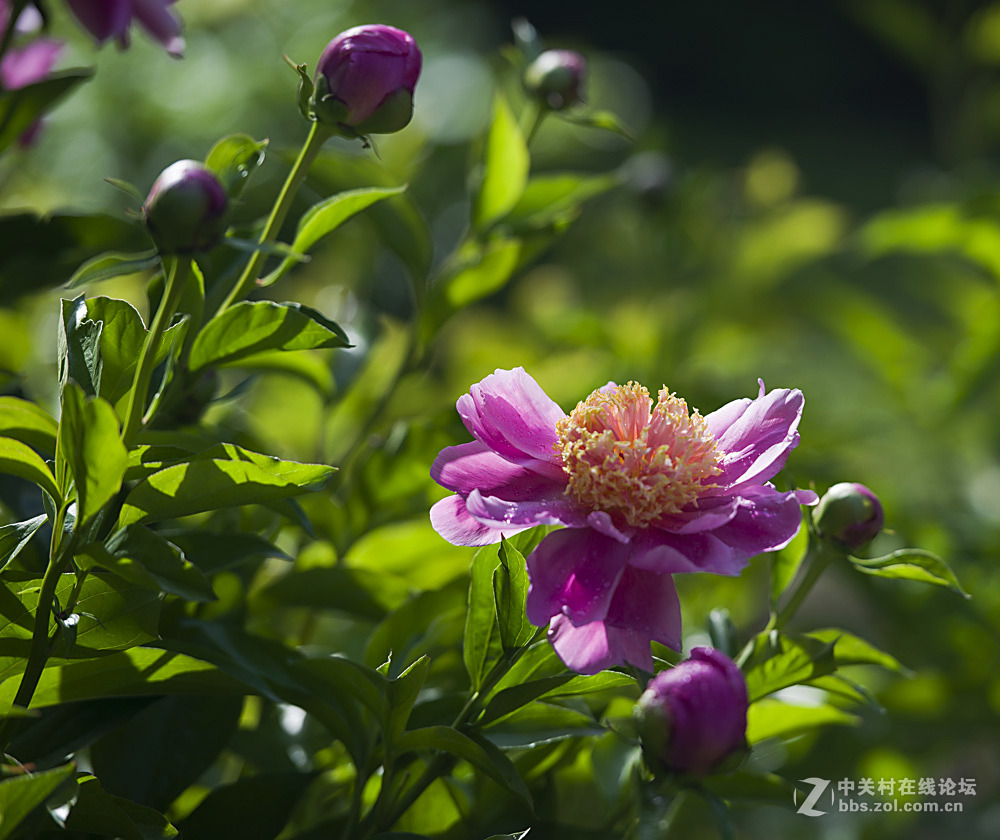 #我镜头下最美的花儿#——芍药花