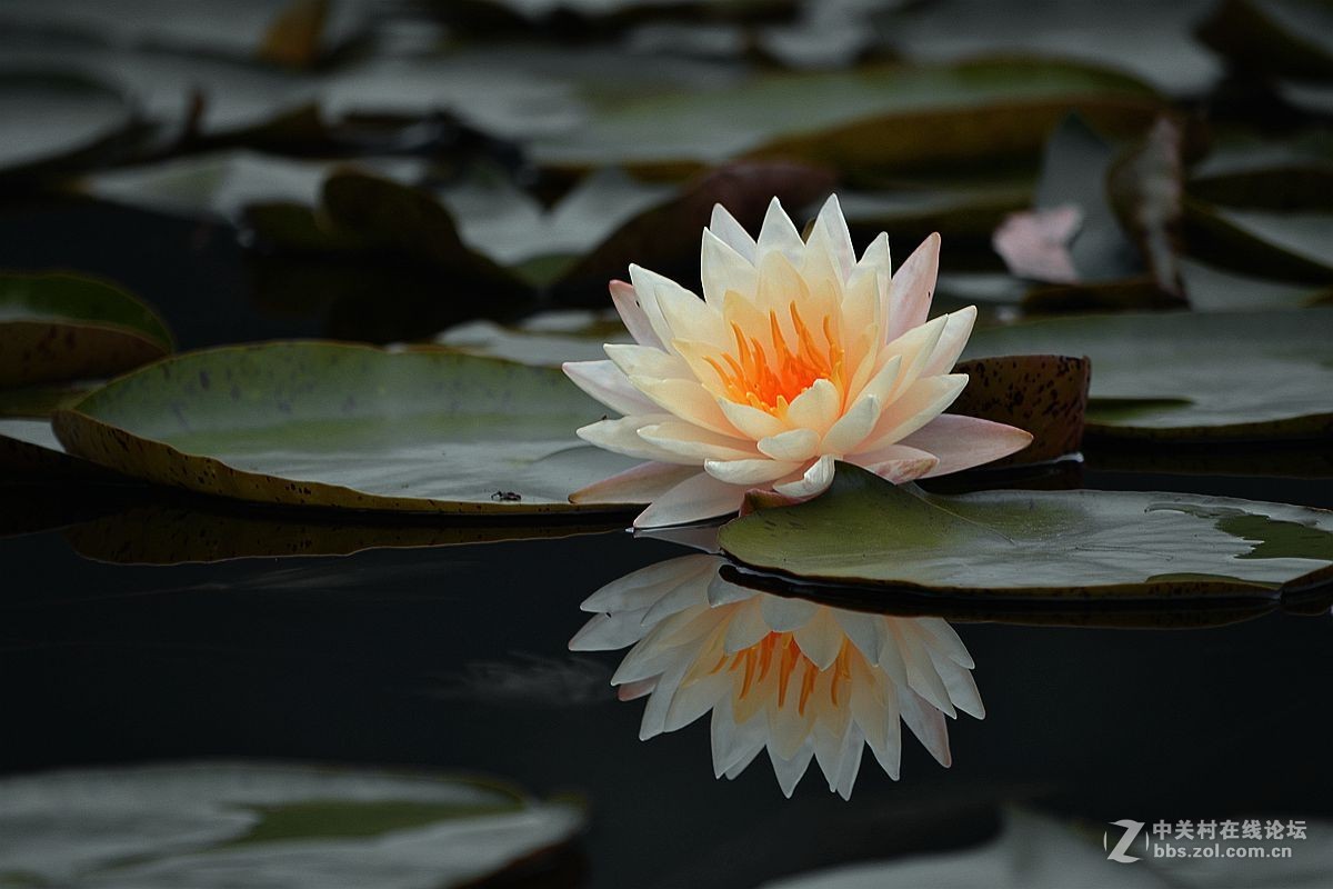 碧波千倾我当床........白莲花！