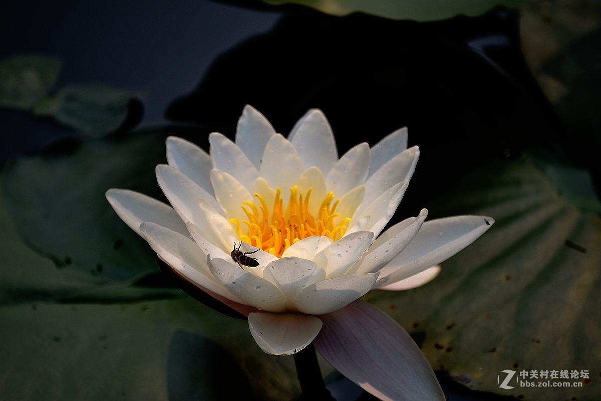 碧波千倾我当床........白莲花！