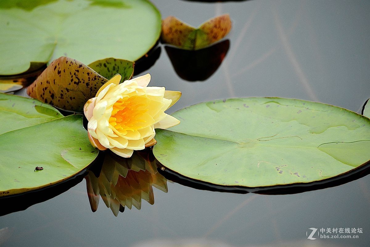 碧波千倾我当床........白莲花！