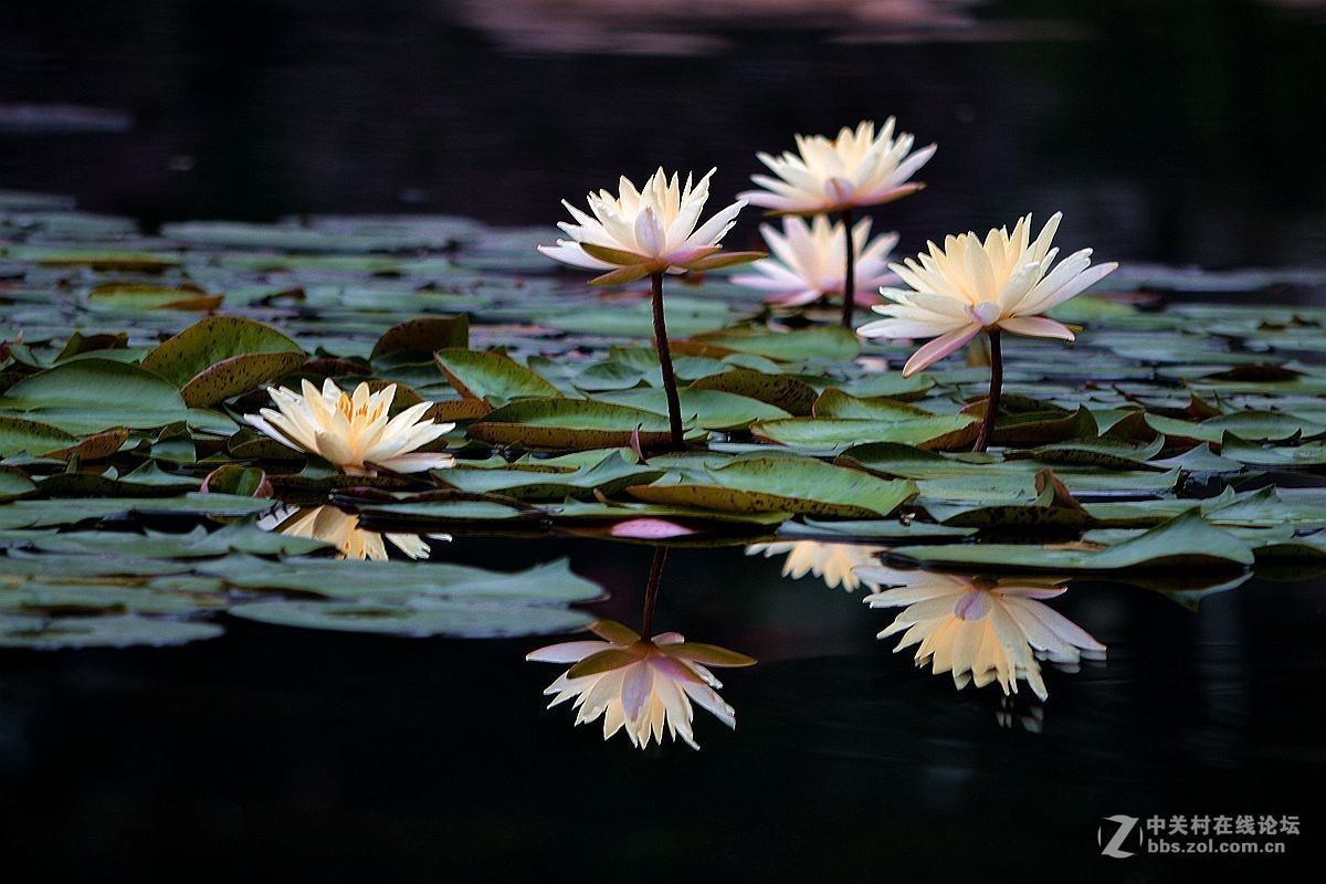 碧波千倾我当床........白莲花！