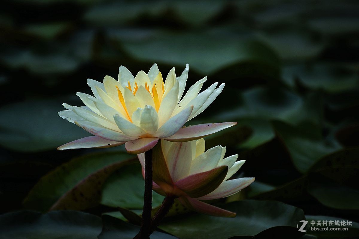 碧波千倾我当床........白莲花！