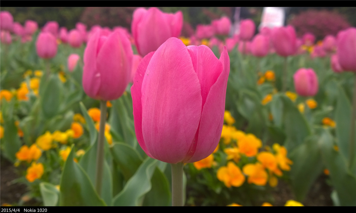 诺基亚1020   实力的体现