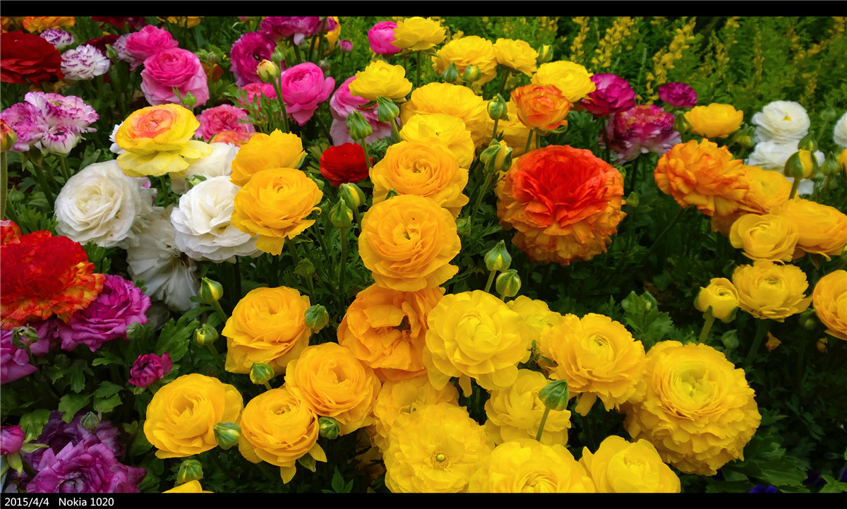 诺基亚1020   实力的体现