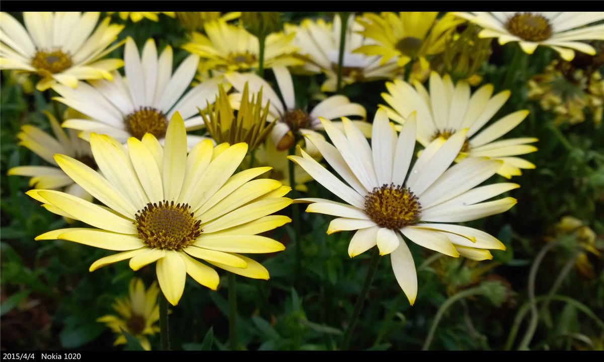 诺基亚1020   实力的体现