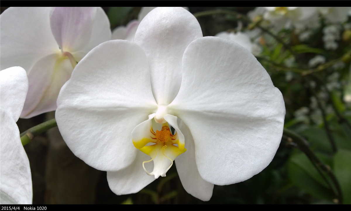 诺基亚1020   实力的体现