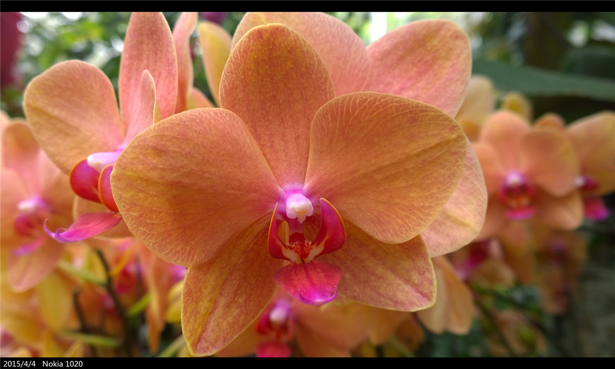 诺基亚1020   实力的体现