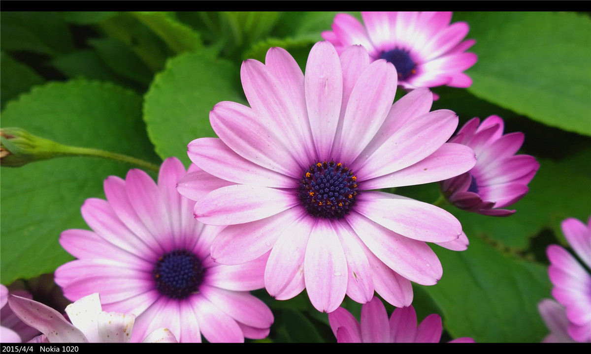 诺基亚1020   实力的体现