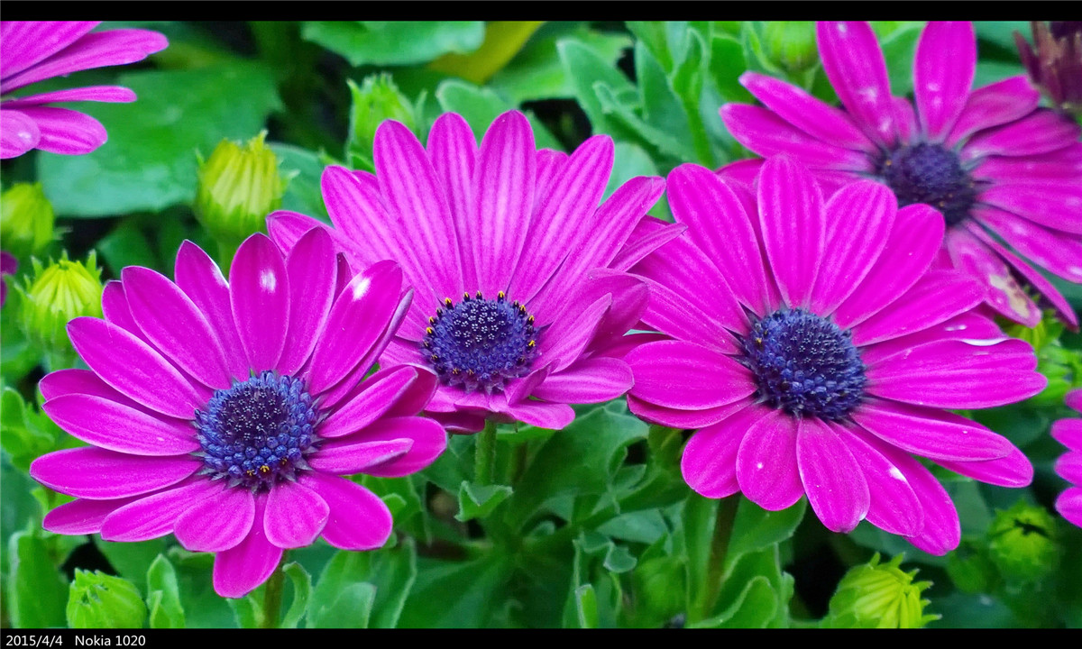 诺基亚1020   实力的体现