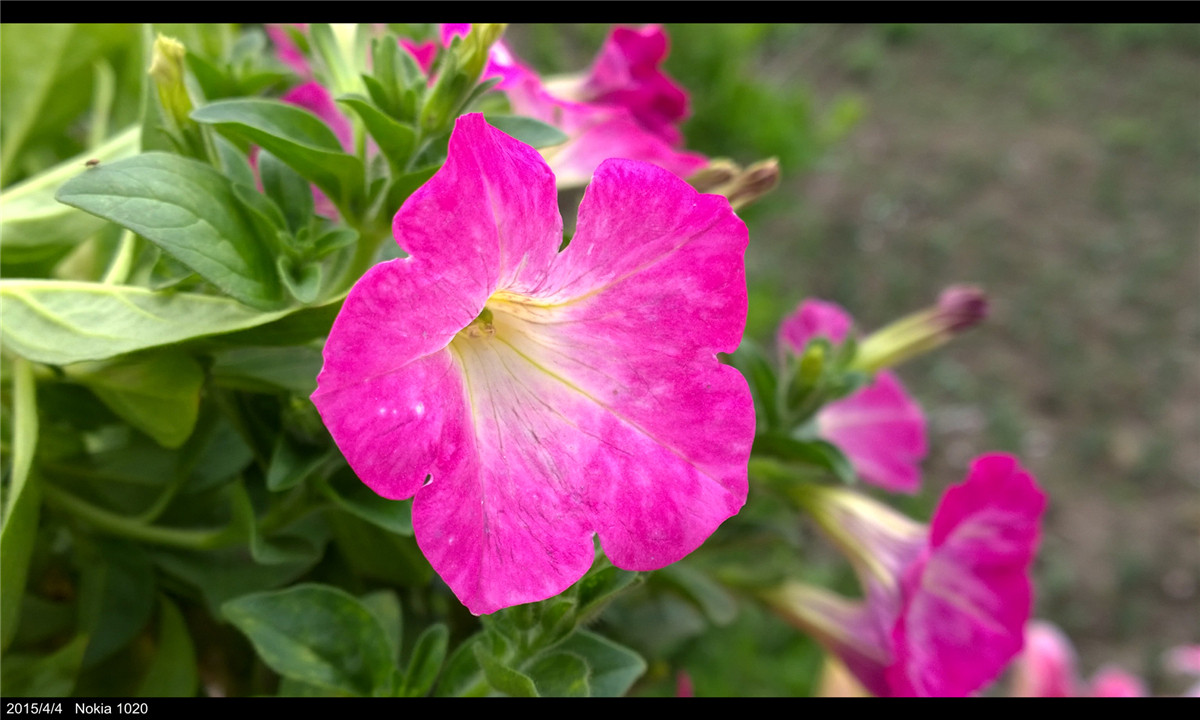 诺基亚1020   实力的体现