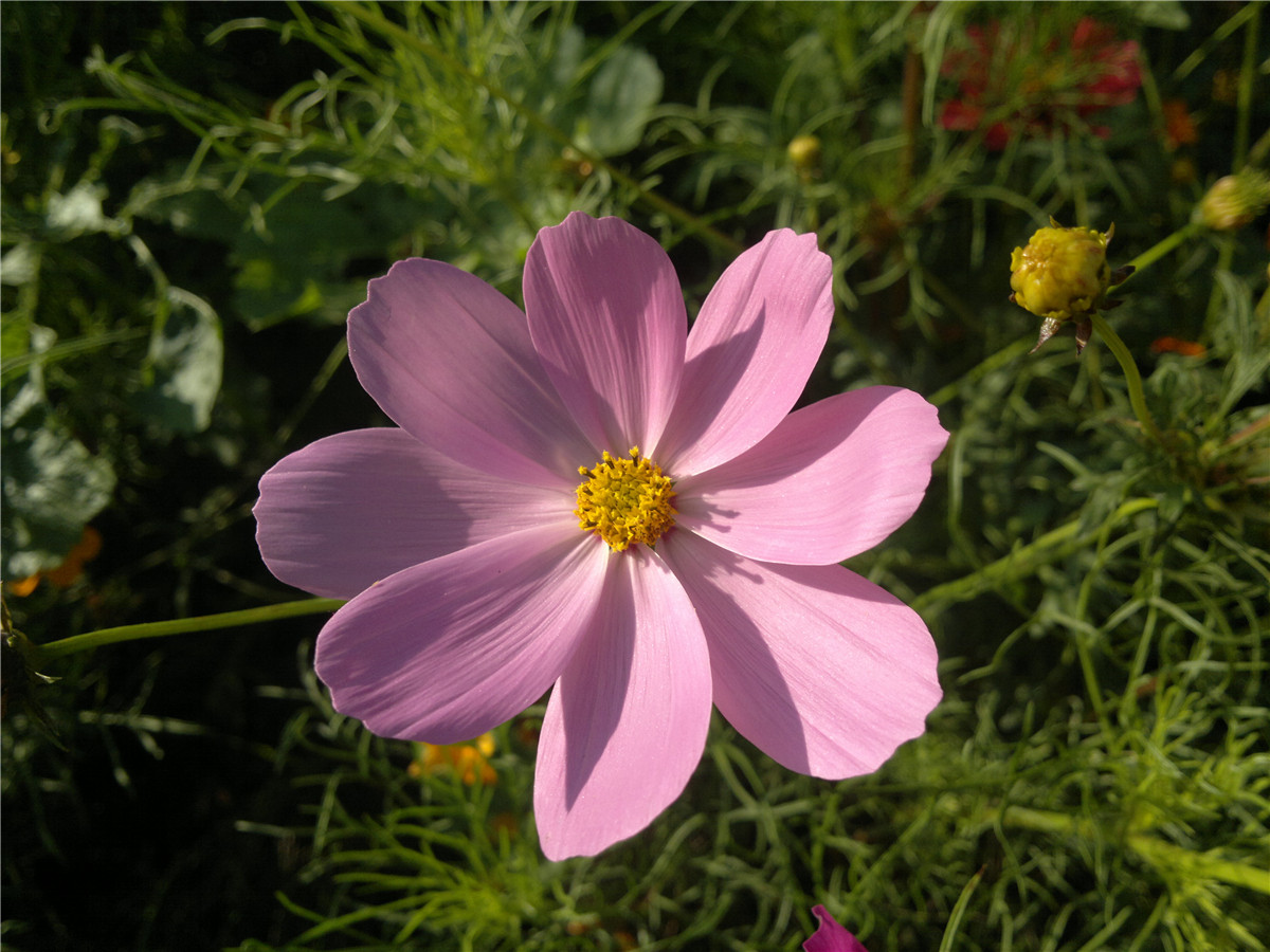 诺基亚1020   实力的体现