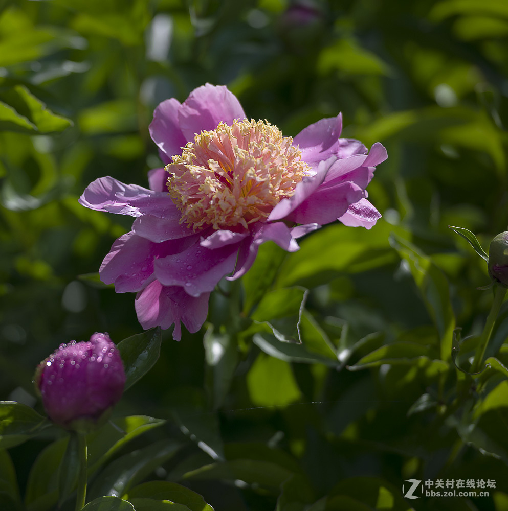 #我镜头下最美的花儿#——芍药花