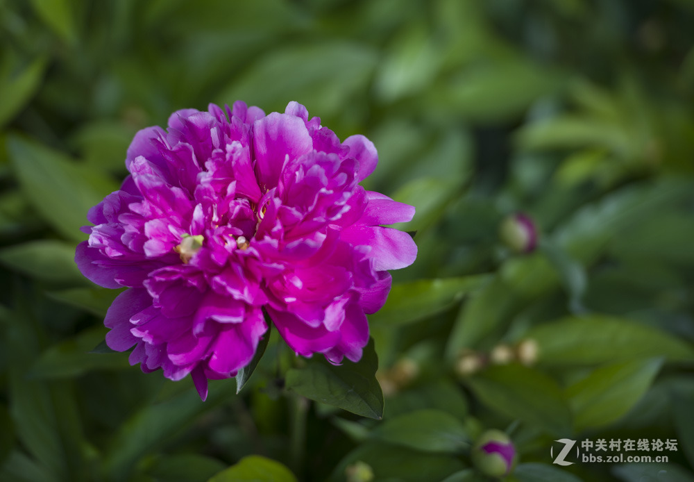 #我镜头下最美的花儿#——芍药花