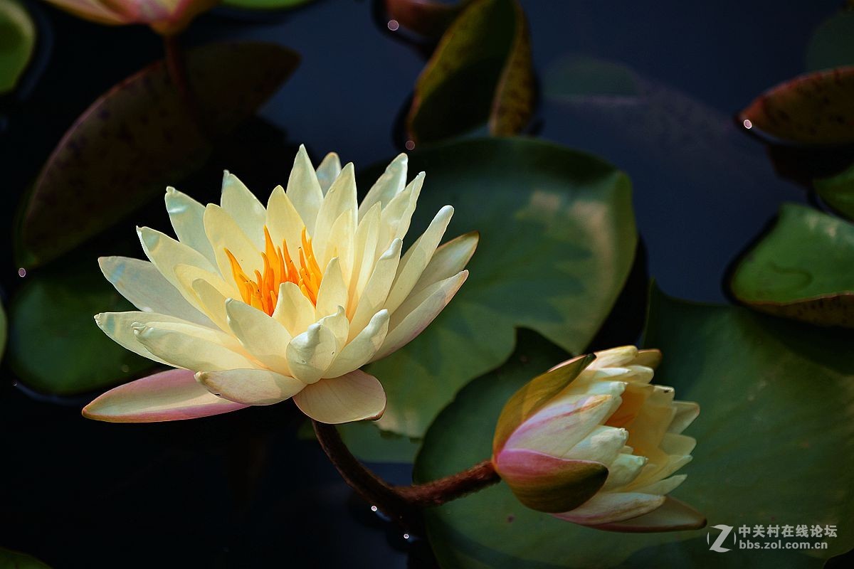 碧波千倾我当床........白莲花！