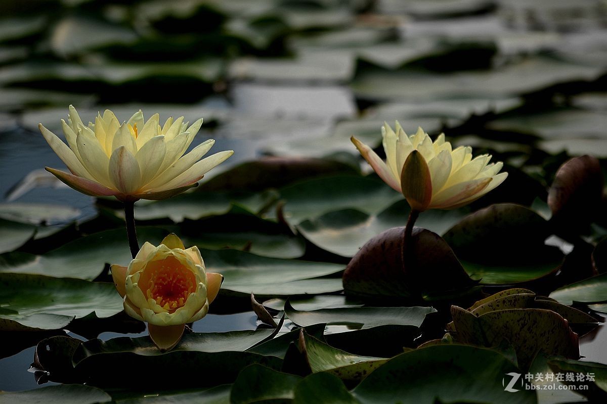 碧波千倾我当床........白莲花！
