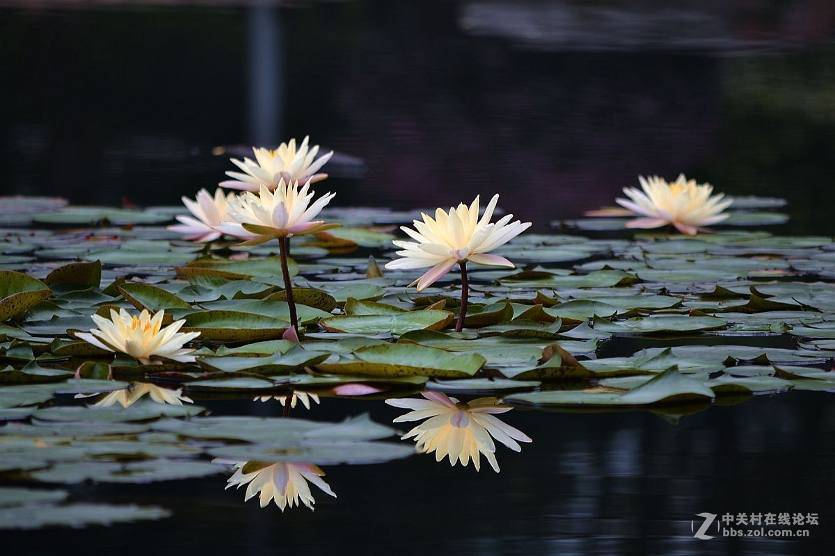 碧波千倾我当床........白莲花！