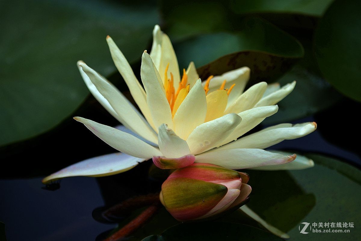 碧波千倾我当床........白莲花！