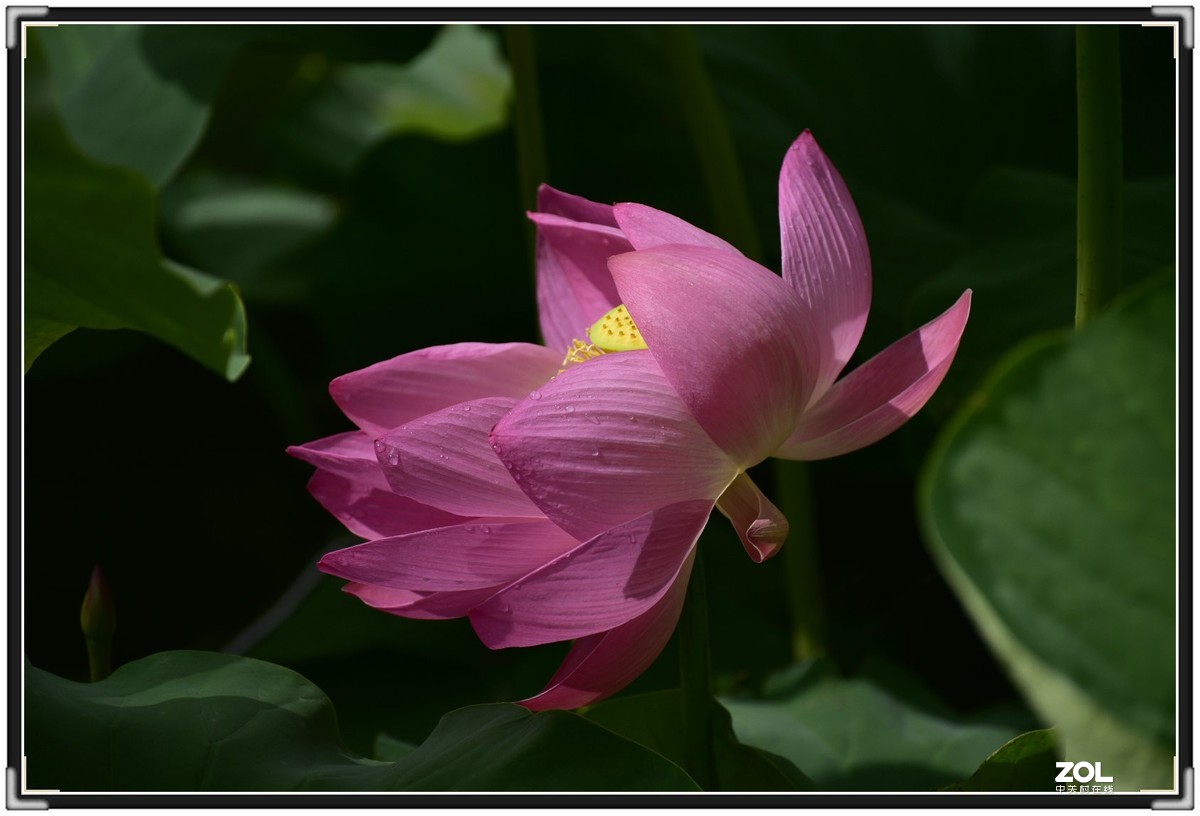 昆明-----花海【大观楼荷花展】