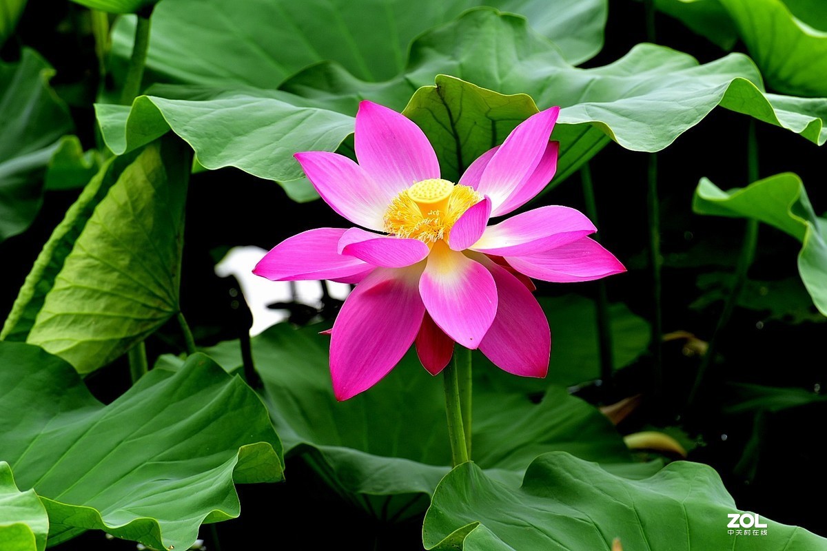 昆明-----花海【大观楼荷花展】