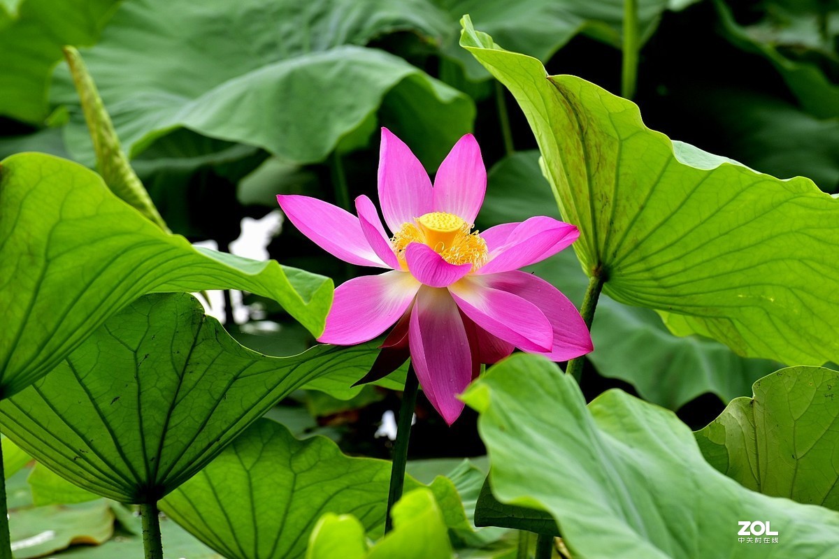 昆明-----花海【大观楼荷花展】